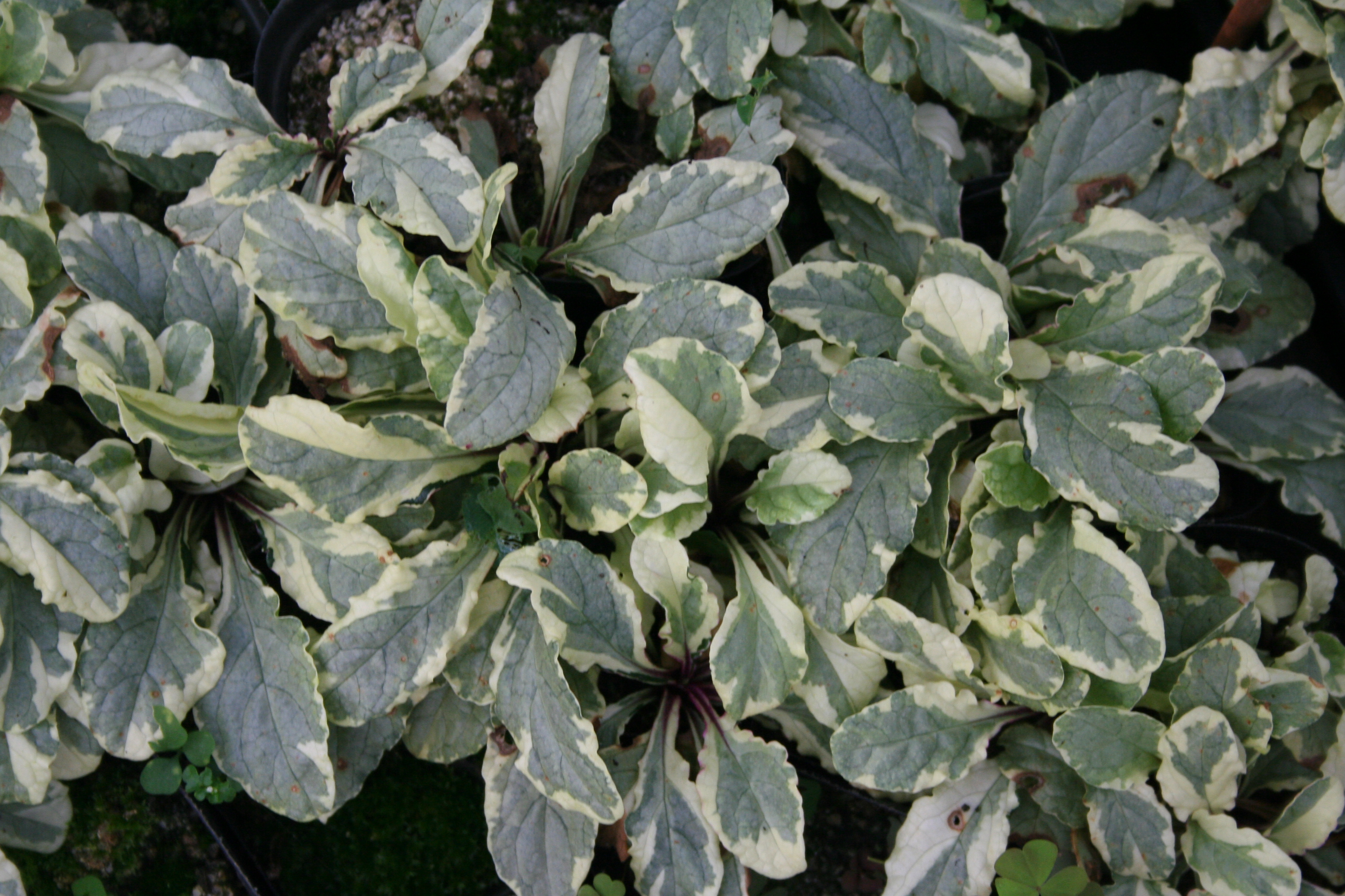 Ajuga reptans 'Vanilla Chip'